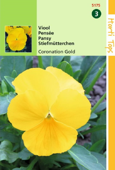 Violet, Pansy Coronation Gold (Viola wittrockiana) 320 seeds HT